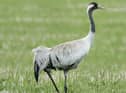 The crane is a global symbol of freedom from oppression