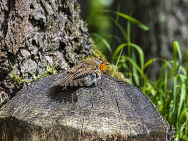 Sunbathing Robin