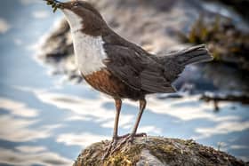 Dipper after a successful hunt