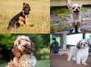 What is your favourite dog breed?