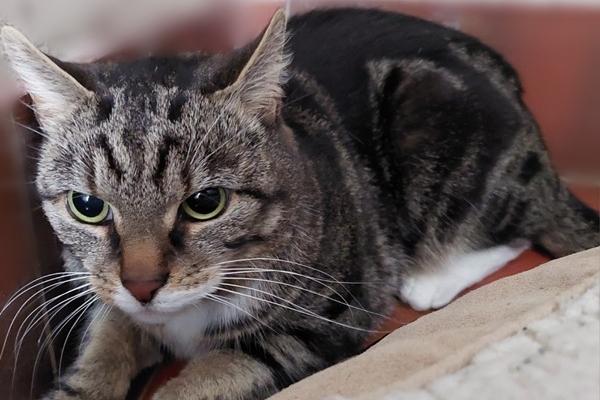 An eight year old castrated male, Buddy's owner passed away and so his background isn't known but he has been happy when handled and has lived with other cats previously. As a result there is no restrictions for his new home.