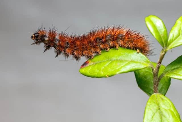 Caterpillars love to nibble their way through fruits, vegetables, and plants