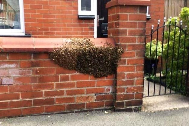 A couple from Wigan had to call a specialist in after a 20,000-strong swarm of bees descended on their garden back in May. The bees covered Valerie and Ken Freeman's car in Kimberley Street. A local bee keeper swiftly came to the rescue and moved the queen bee to a temporary hive - the bees soon followed