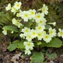 Get your garden blooming this spring