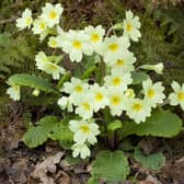 Get your garden blooming this spring