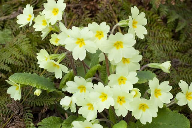 Get your garden blooming this spring