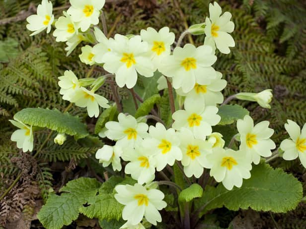 Get your garden blooming this spring