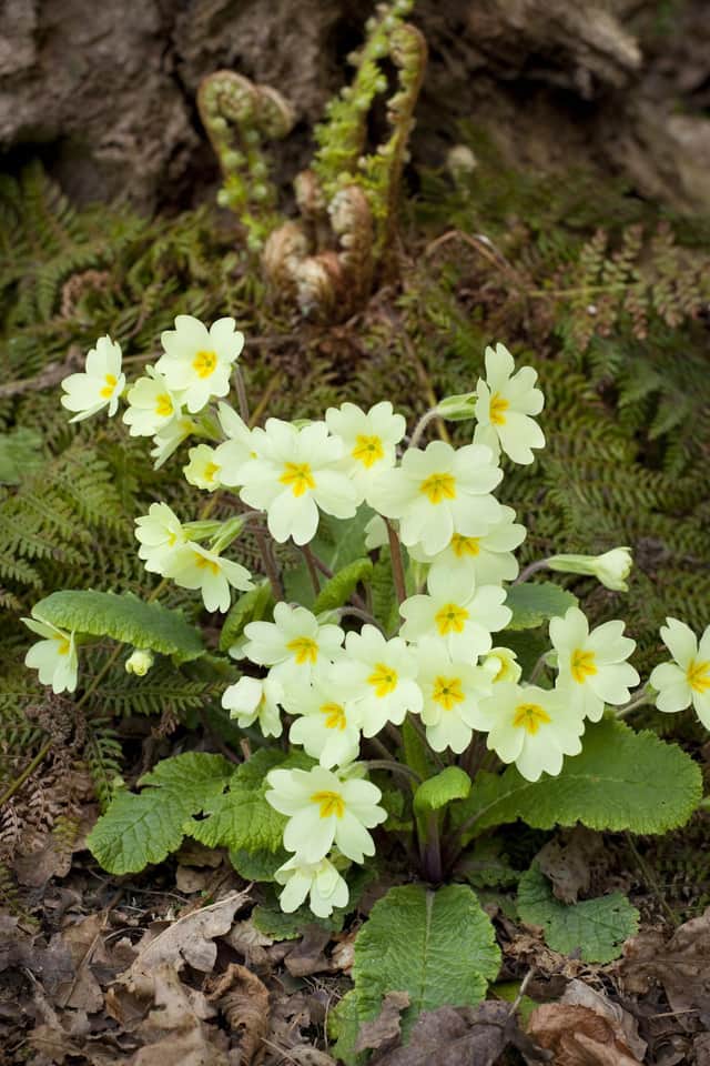Get your garden blooming this spring