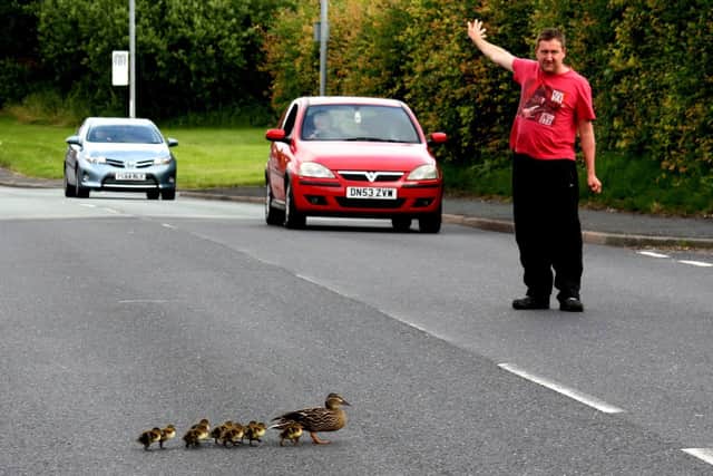 Stephen Bellmer appeared in the Wigan Observer in 2016 when he stopped traffic so a duck and her ducklings could safely cross the road