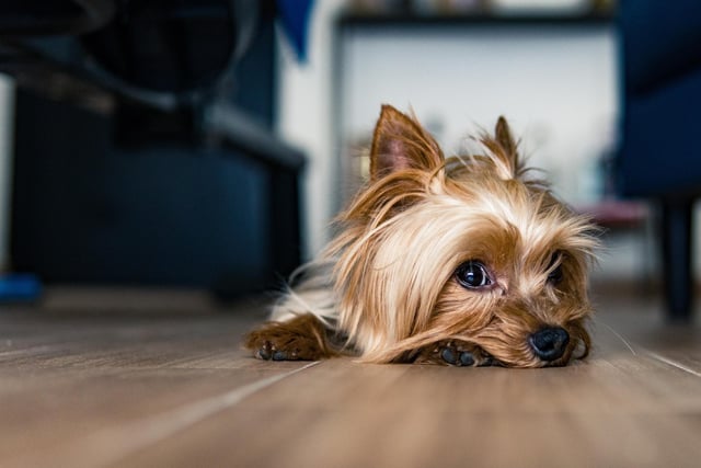 Yorkshire Terrier had 9 mentions by experts