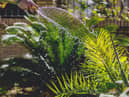 What do you do when there is a hosepipe ban? (photo: Unsplash)