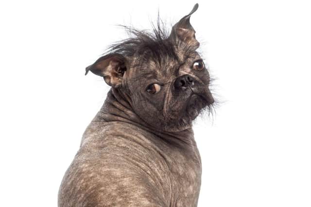 ParrotPrint.com has set-up a comntest to find the UK’s ugliest dog