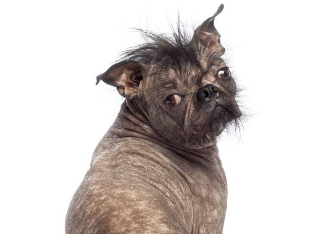 ParrotPrint.com has set-up a comntest to find the UK’s ugliest dog