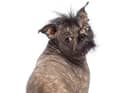 ParrotPrint.com has set-up a comntest to find the UK’s ugliest dog