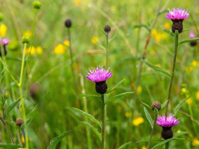 Merly's Kitchen CIC will use the money to buy wildflower seeds