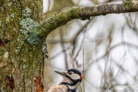 Great spotted Woodpecker