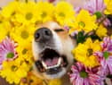 Look out for allergies in dogs (photo: Adobe)