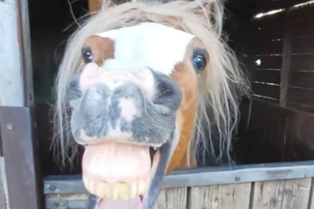 Amanda explained how she started the account just for some fun, but never expected him to go viral.