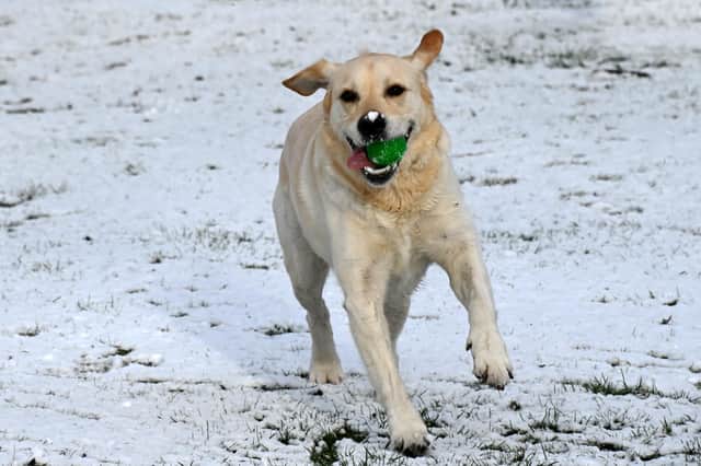 Buddy having fun in the snow at Jubilee Park, Ashton-in-Makerfield.