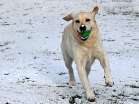 Buddy having fun in the snow at Jubilee Park, Ashton-in-Makerfield.