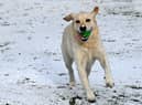 Buddy having fun in the snow at Jubilee Park, Ashton-in-Makerfield.