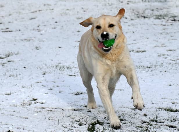 Buddy having fun in the snow at Jubilee Park, Ashton-in-Makerfield.