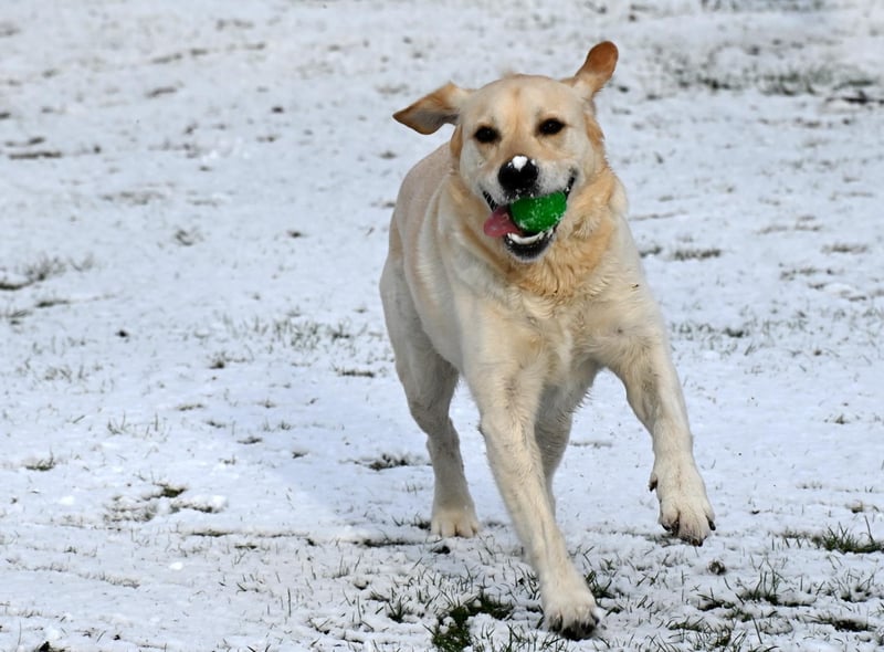 Buddy having fun in the snow at Jubilee Park, Ashton-in-Makerfield.