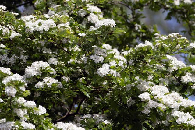 Hawthorn Blossom