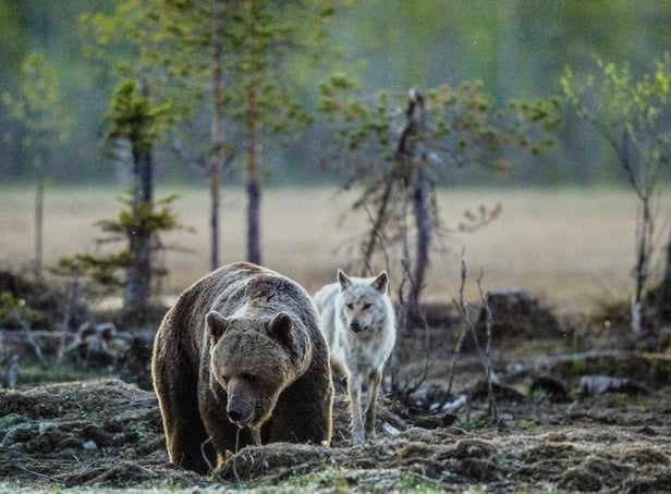 Beavers, bears, wolves and lynx: Campaigners want to see these animals reintroduced to the British countryside (Photo: Shutterstock)