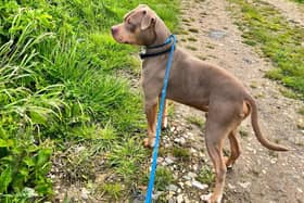 Kyro enjoying a walk after being taken int RSPCA care