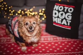 Dog meat trade survivor Alice took part in a special festive photo shoot with Firebird Photography 