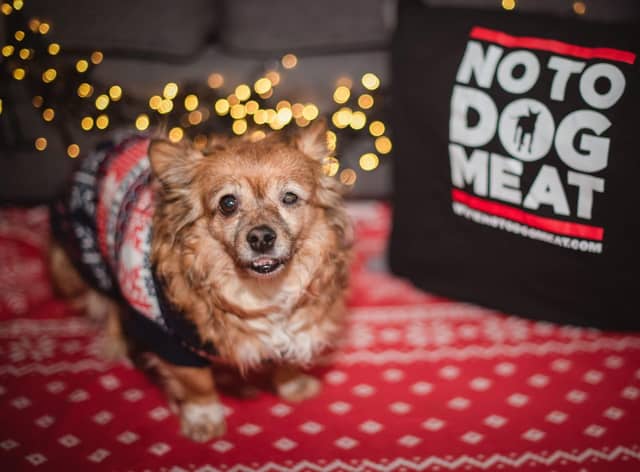 Dog meat trade survivor Alice took part in a special festive photo shoot with Firebird Photography 