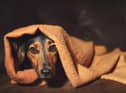 Dogs can get very stressed on bonfire night due to the loud noise from fireworks
