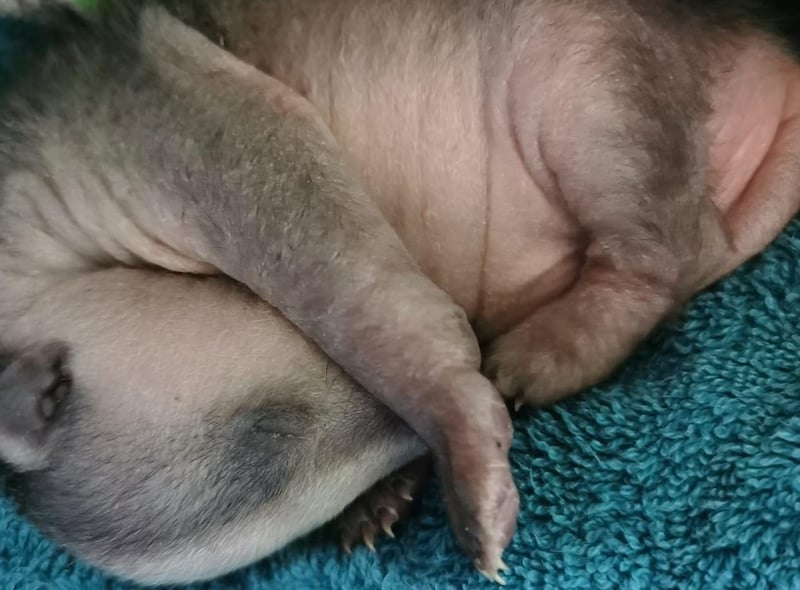 A tiny badger cub was found by a dog and brought in by the dog’s concerned owner on March 19 and rushed into the team at Mallydams Wood Wildlife Centre, in East Sussex. Experts fear he’d been displaced from his sett by another badger or disturbed by another animal.
Staff took the tiny cub home for regular night feeds to stabilise him before passing him to the team at Folly Wildlife Rescue so he could join their group of cubs for rearing and socialisation.
Now named Freddie Mercury, he will remain in their care until September when he’s big enough to be released back into the wild.
Badger cubs stay below ground and begin to emerge at around eight to ten-weeks-old but remain reliant on their mothers for some time.
If you find a cub on its own who looks healthy and has open eyes, monitor it from a distance for at least 24 hours. If you’re worried they may be alone, leave them with dog food and water and check on them 24 hours later. Don’t get too close or touch them as they can bite.
Contact the RSPCA or a wildlife rescuer for advice if the badger is in immediate danger such as in a hazardous location, appears sick or injured, or there are signs that their sett has been damaged.