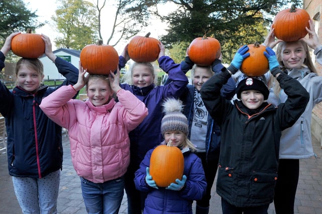 There will be plenty of pumpkins to go around at Haigh Woodland Park