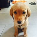 Guide Dog Ian when he came to Gemma at just 7 weeks old