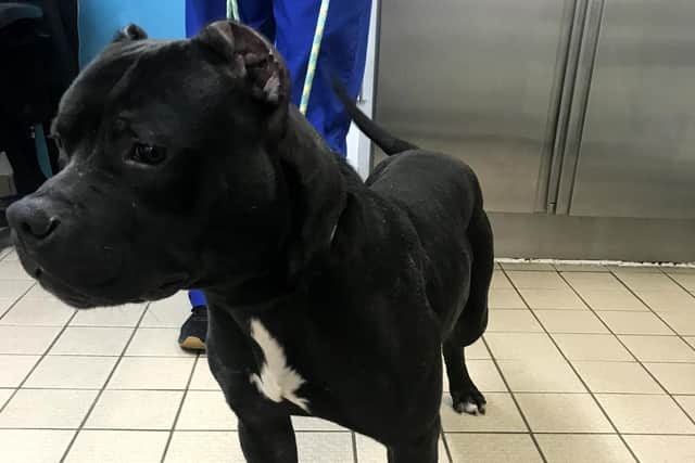 Congo will be rehomed by the RSPCA
