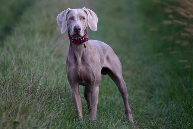 Great Dane had 8 mentions by experts