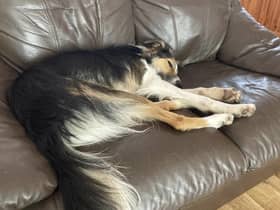 Pet owners fleeing domestic violence can be very worried about their dogs