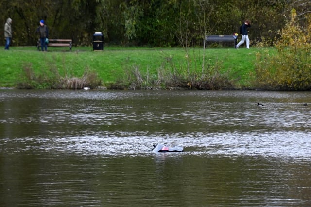Police had many reports from concerned park users of a car in the water.
