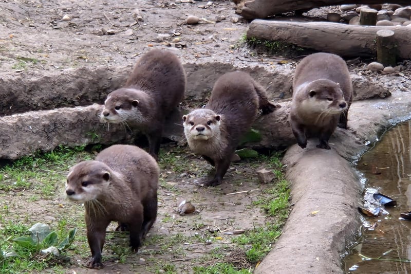 These Asian short-clawed otters weren't shy having their picture taken