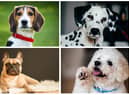 The best dog breeds for car travel, according to experts