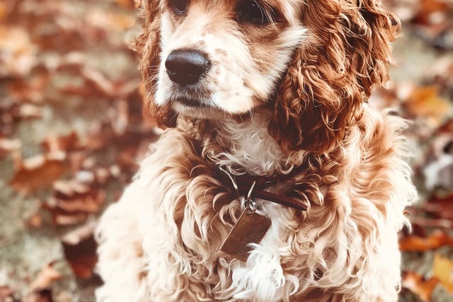 Clumber Spaniel had 7 mentions by experts