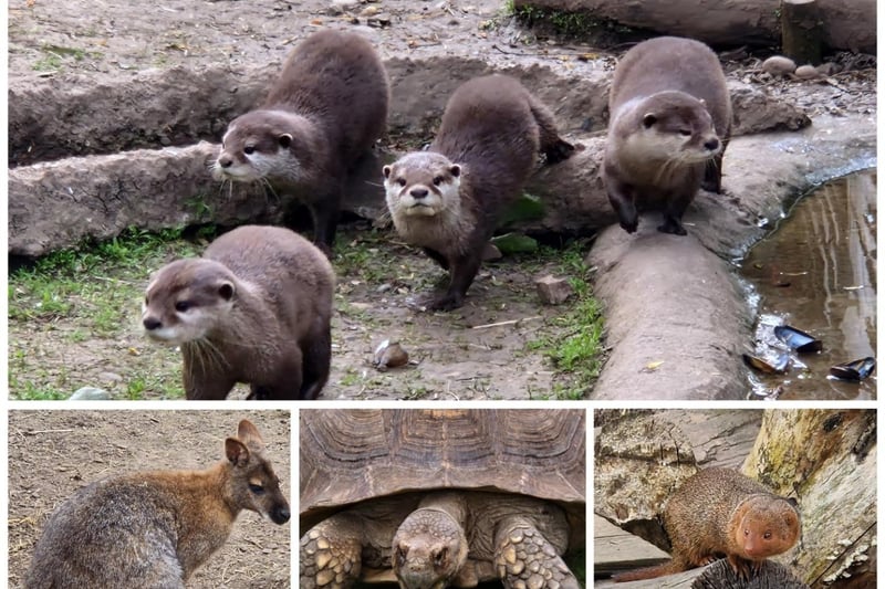 Some of the animals at Wild Discovery at Ribby Hall Village in Preston