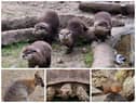 Some of the animals at Wild Discovery at Ribby Hall Village in Preston