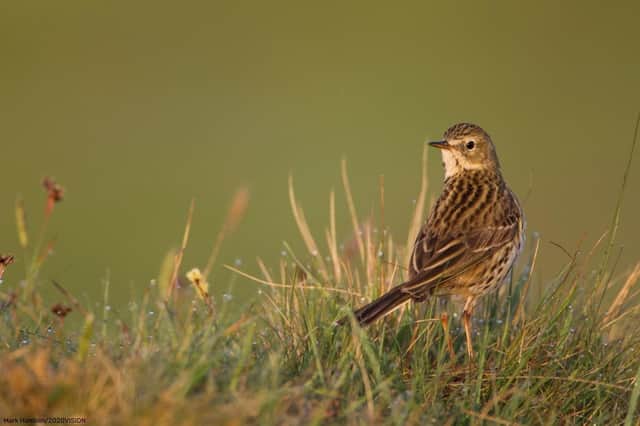 Meadow pipit foraging on ground in rough grassland