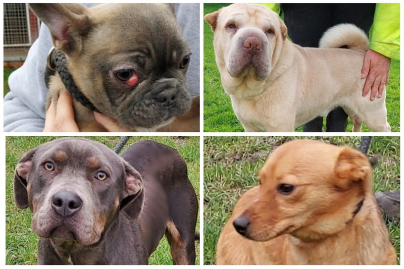 Some of the dogs looking for their forever homes at Leigh Cats and Dogs Home