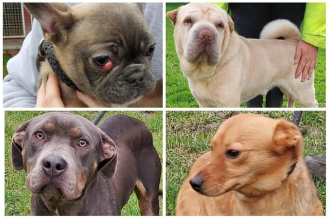 Some of the dogs looking for their forever homes at Leigh Cats and Dogs Home