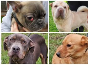 Some of the dogs looking for their forever homes at Leigh Cats and Dogs Home
