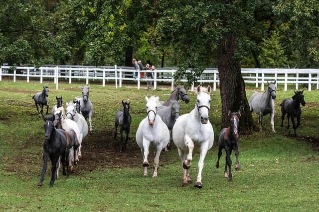 Lipica Lipizzaner snowy white horses